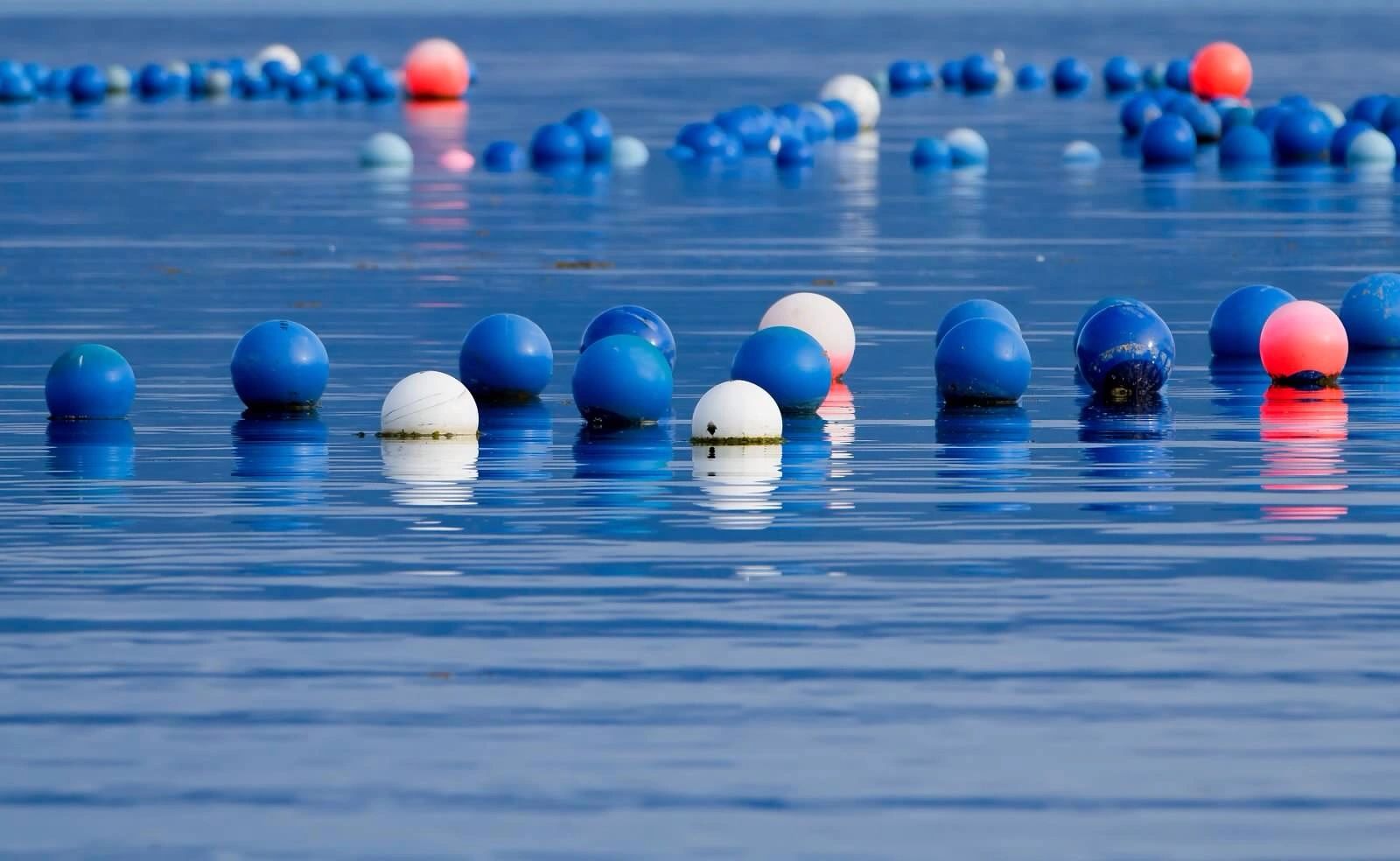 Favco Anchorage Fish, Fresh Fish, Seafood Wholesaler